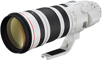 Canon 200-400 f4 Lens