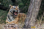 Bajrang male tiger of Tala, zone 1.