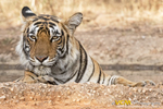 Tiger cooling off in waterhole