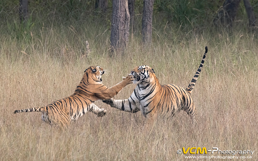 Tigress, Ra, lashes at the male, Dhamokhar