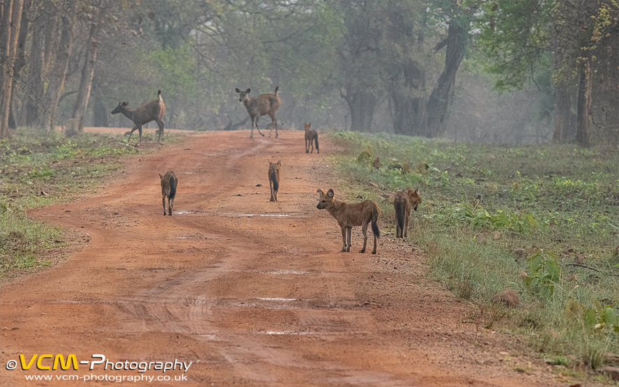Clan of five dholes hunting