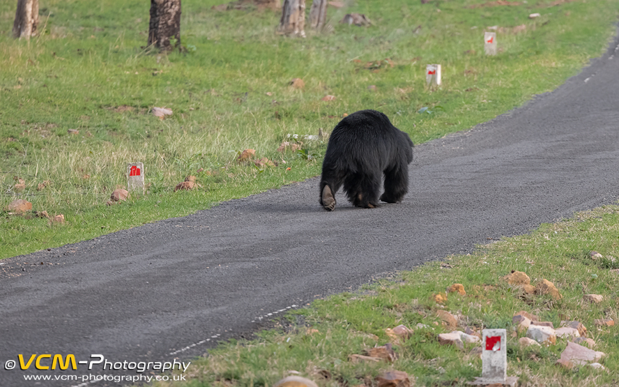 Sloth bear walking on the forest road