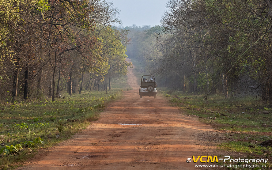 Forest view in Tadoba Range
