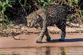 Female jaguar named Hunter