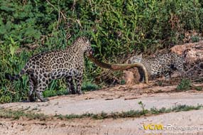 Jaguars with a yellow anaconda