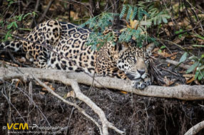 Subadult male jaguar