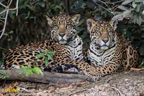 Jaguar brothers Kim & Tore