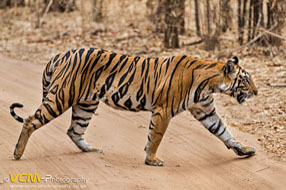 Tiger crossing the road
