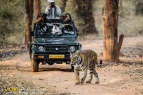 Tiger walking in front of a jeep