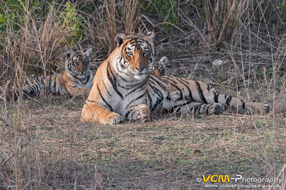 Tigress & 2 cubs