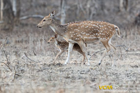 Chital mother and fawn