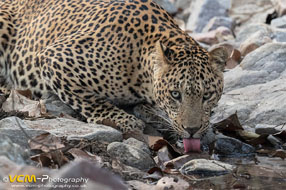 Leopard drinking at a Waterhole