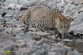 Leopard drinking at a Waterhole