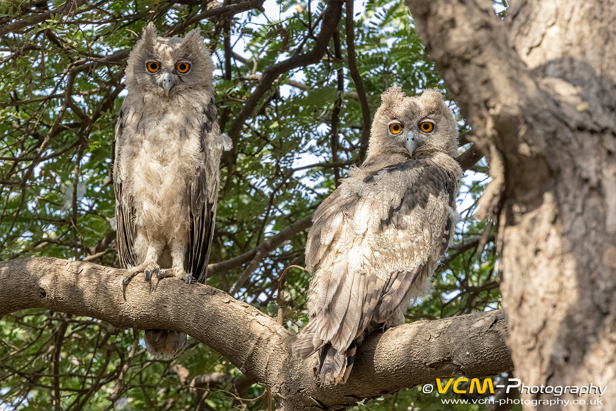 Pair of young dusky eagle-owls