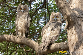 Dusky eagle-owls