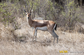 Chinkara or Indian gazelle