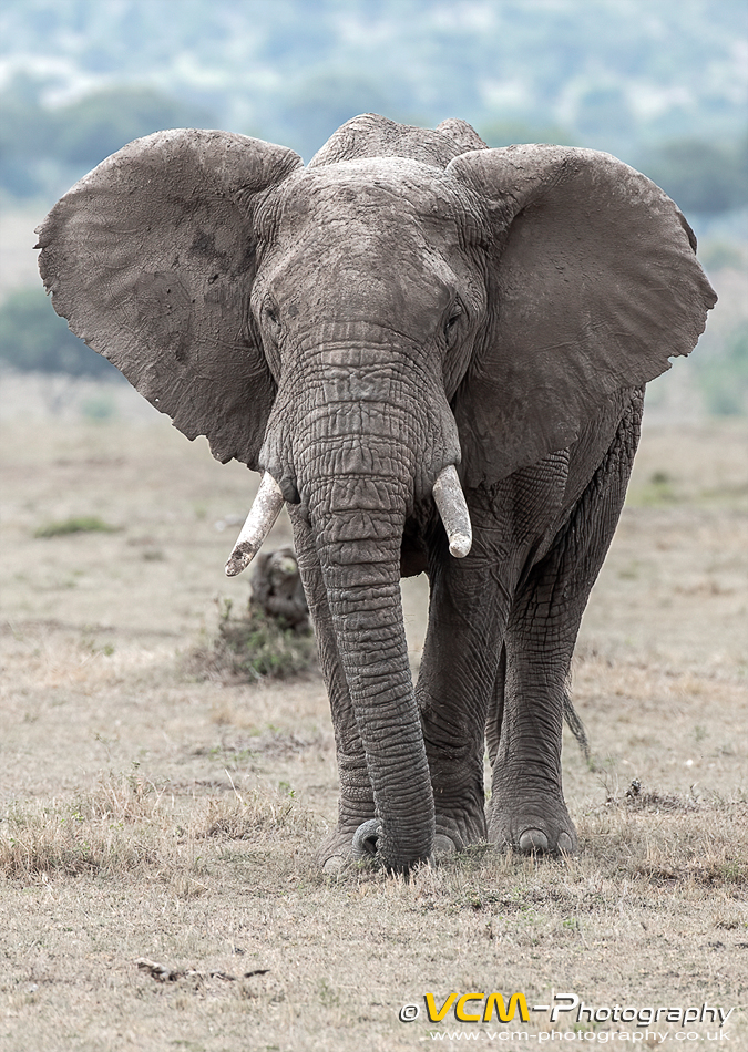 Male African elephant