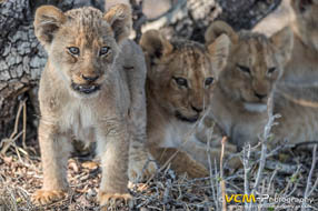 Nkuhuma pride lion cubs