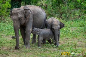 Asian elephant and young