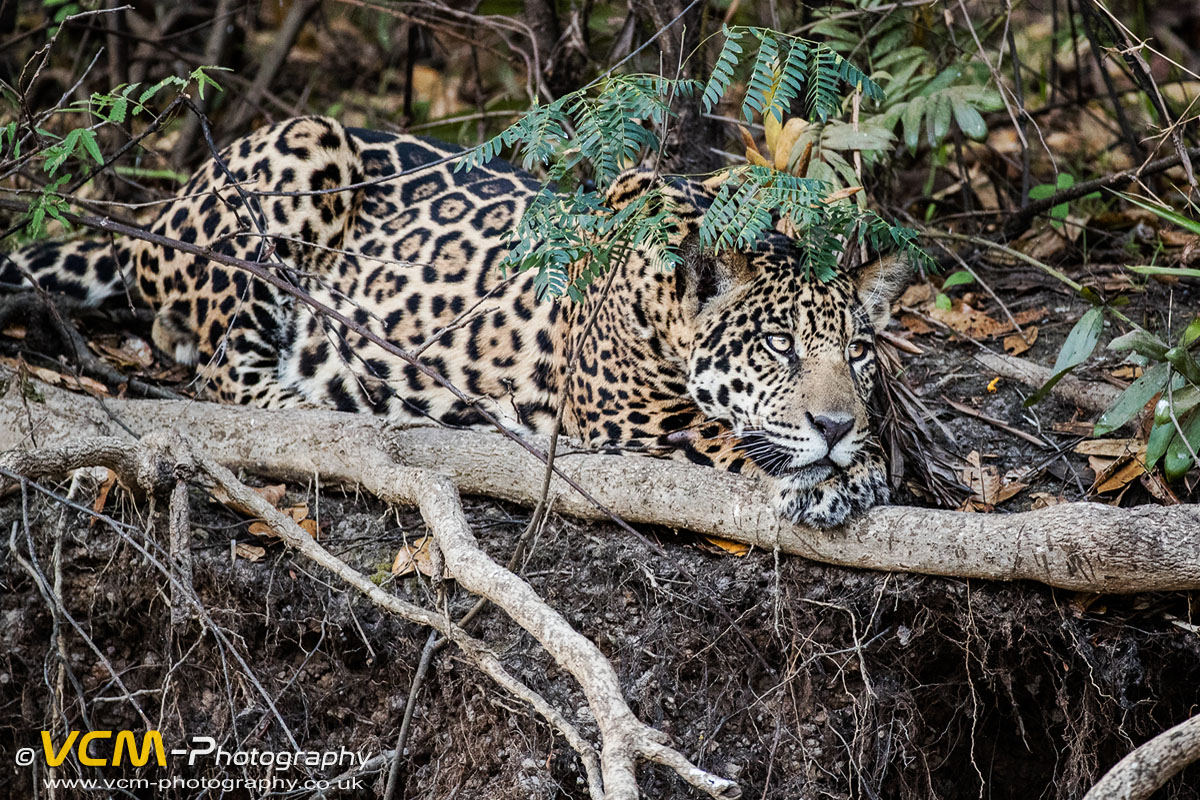 A Subadult jaguar on a tree.