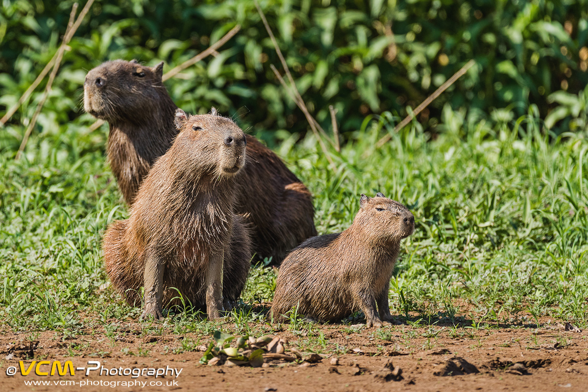 Capybara family on the banks of the Cuiaba River