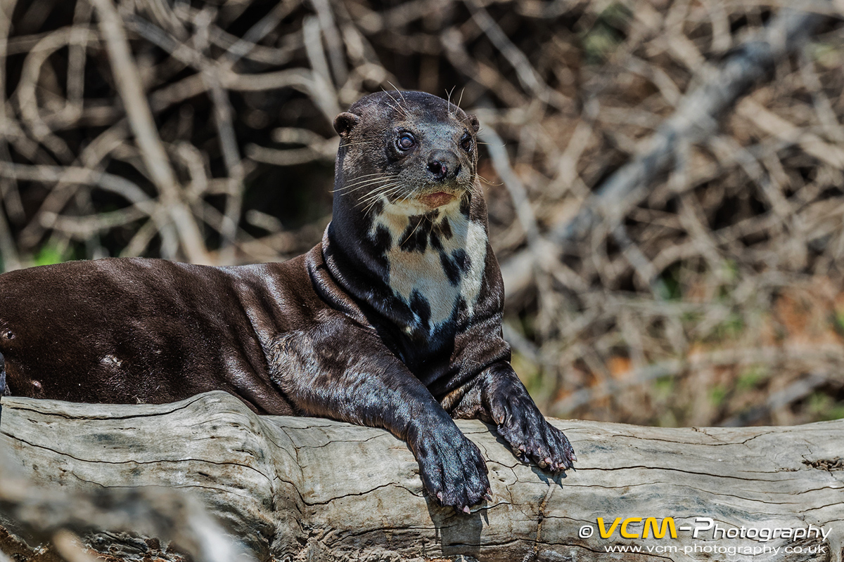 Giant otter resting on a fallen tree trunk