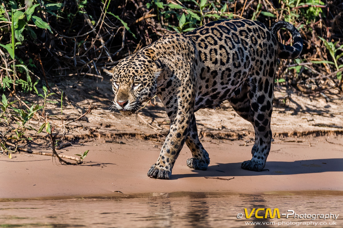Female jaguar named Hunter