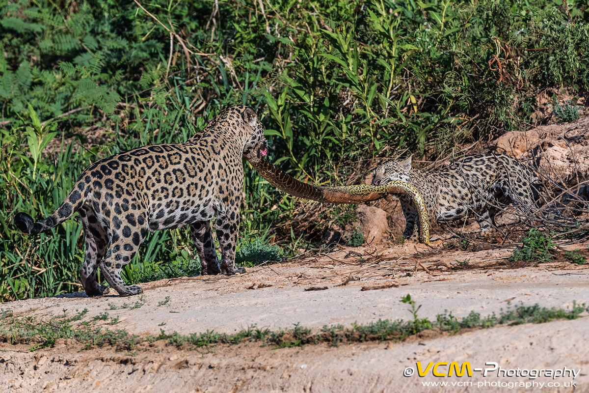 Jaguar mother and cub with yellow anaconda
