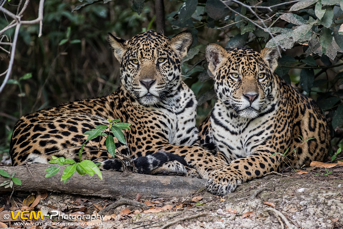 Subadult jaguar bothers Kin & Tore