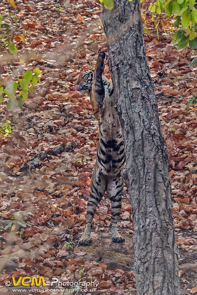 Tiger scratch marking a tree