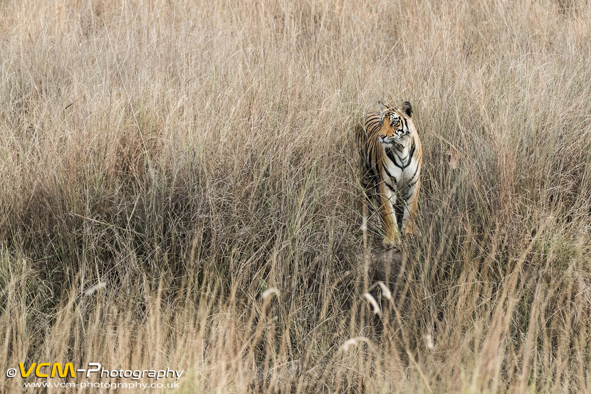 Tiger standing in the tall grass