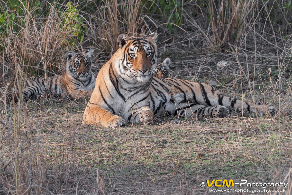 Tigress 'Arrowhead'with her two three month old Cubs