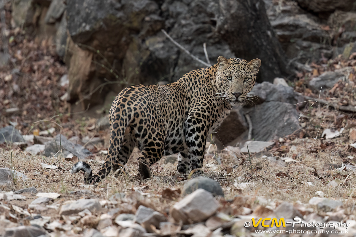 Male leopard visiting a waterhole