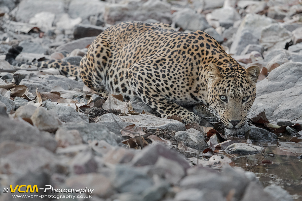 Large Male leopard at a waterhole
