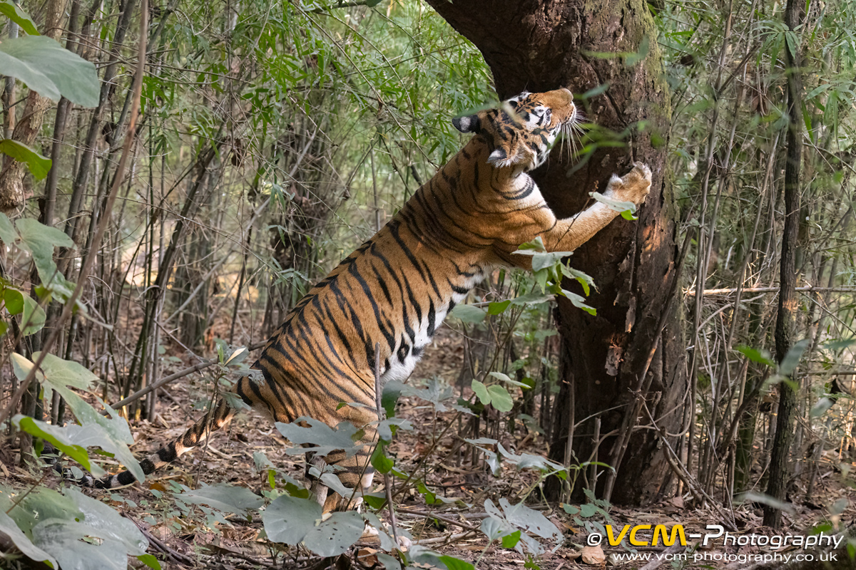 Tigress called Chakradhara tree scratching
