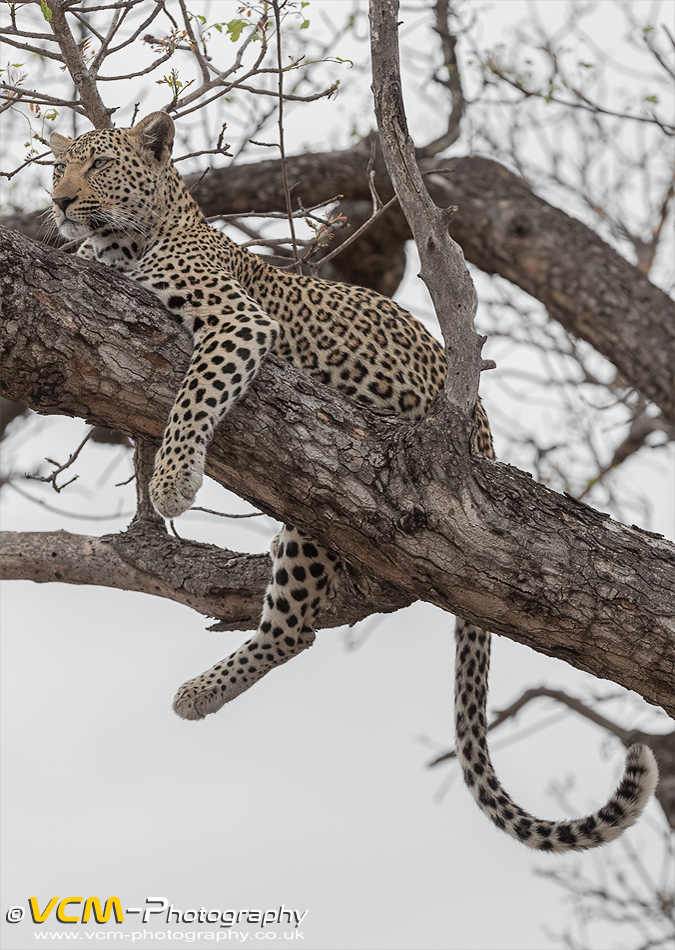 Female leopard named Moya resting on a tree branch
