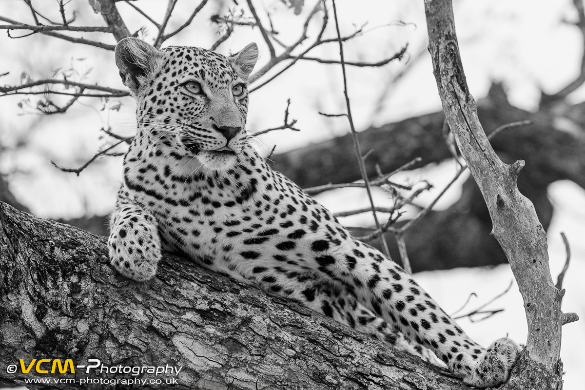 Female leopard named Moya