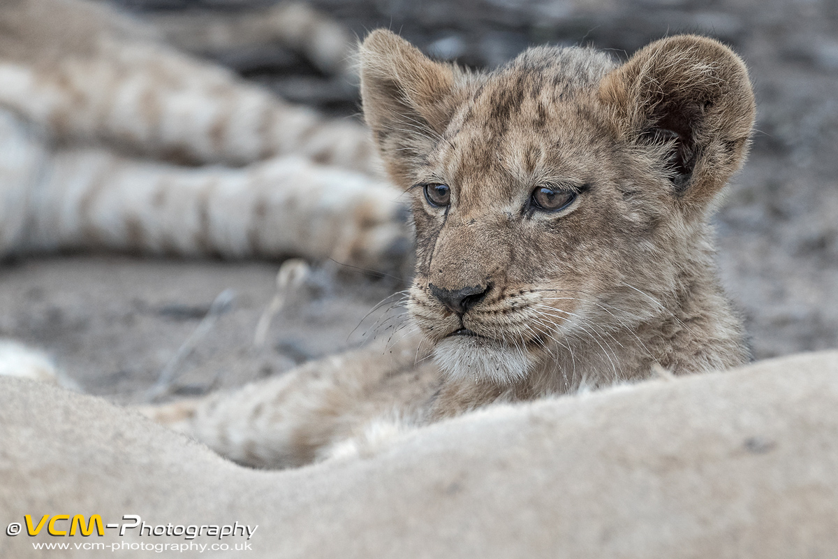 Nkuhuma pride lion cub