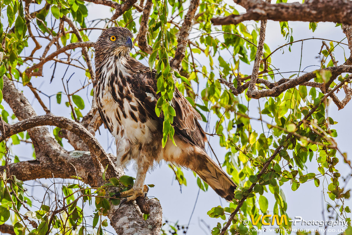 Changeable hawk-eagle in Yala