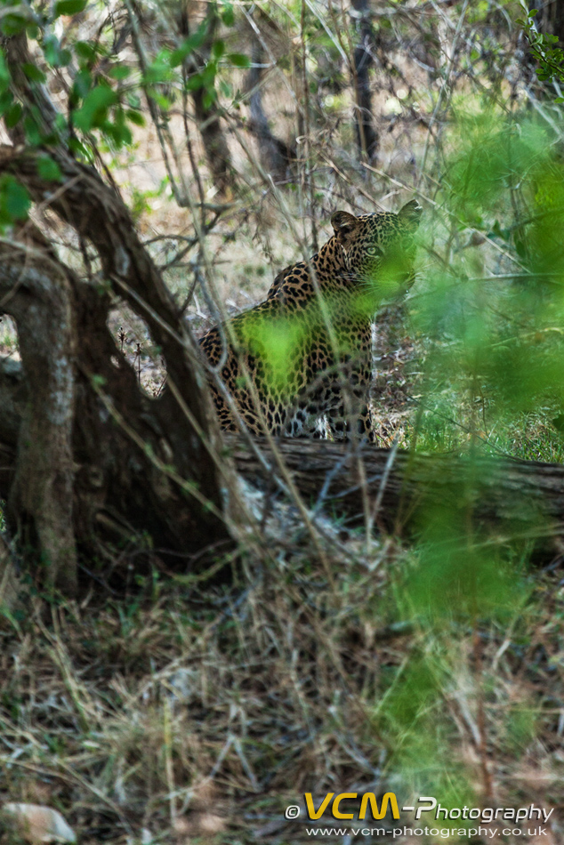 Leopard cub in Yala