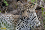 Cub of the female leopard Sibuye