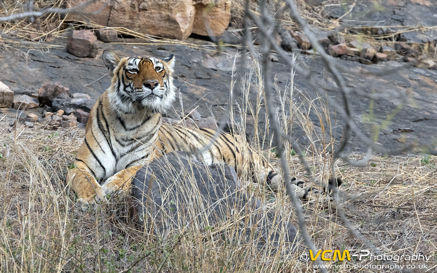 Tigress T-84 Arrowhead.