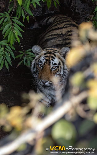 Sub-adult cub of Arrowhead.
