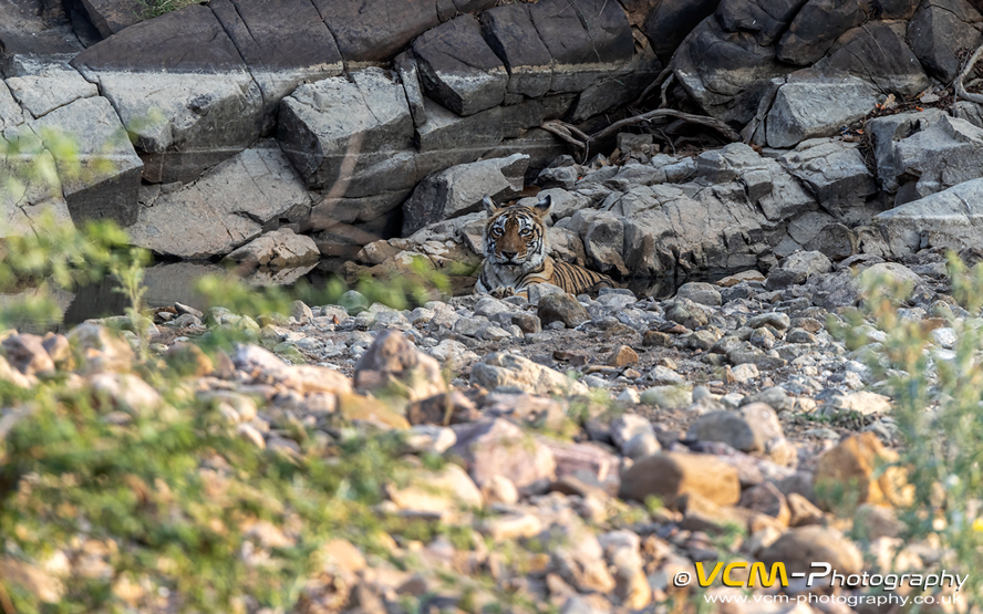 Tigress T-124 Riddhi