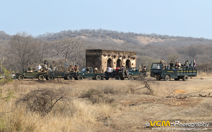 Tiger sighting in Zone 3, Ranthambhore