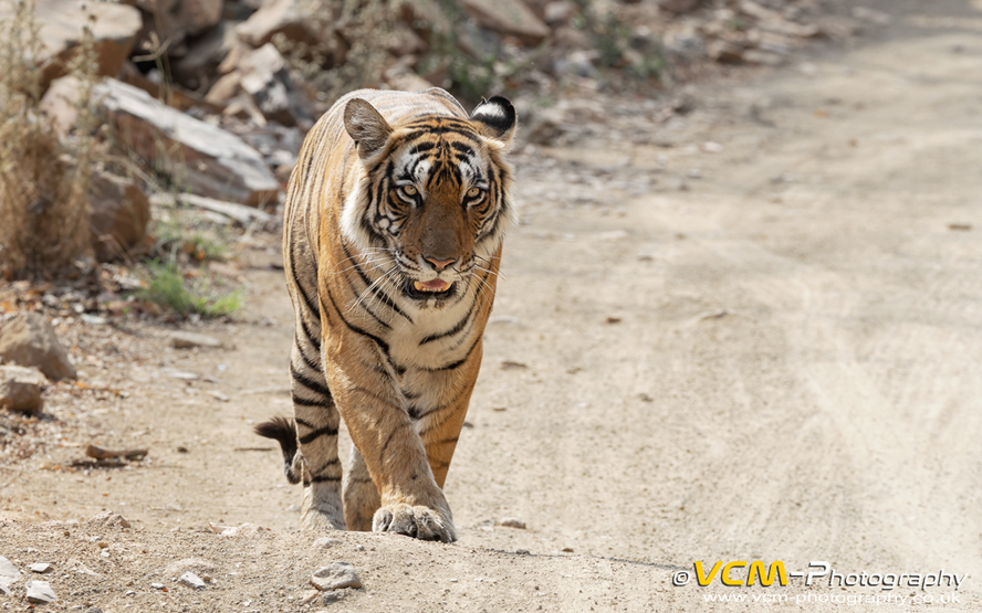 Tigress T-124 Riddhi