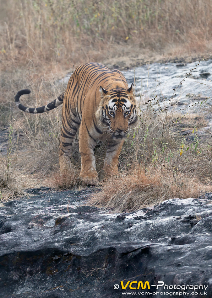 Bamera, male tiger