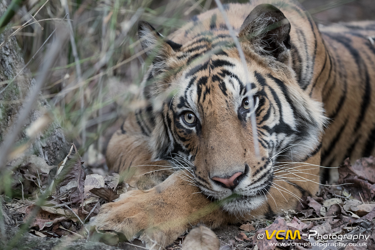 Subdult tiger