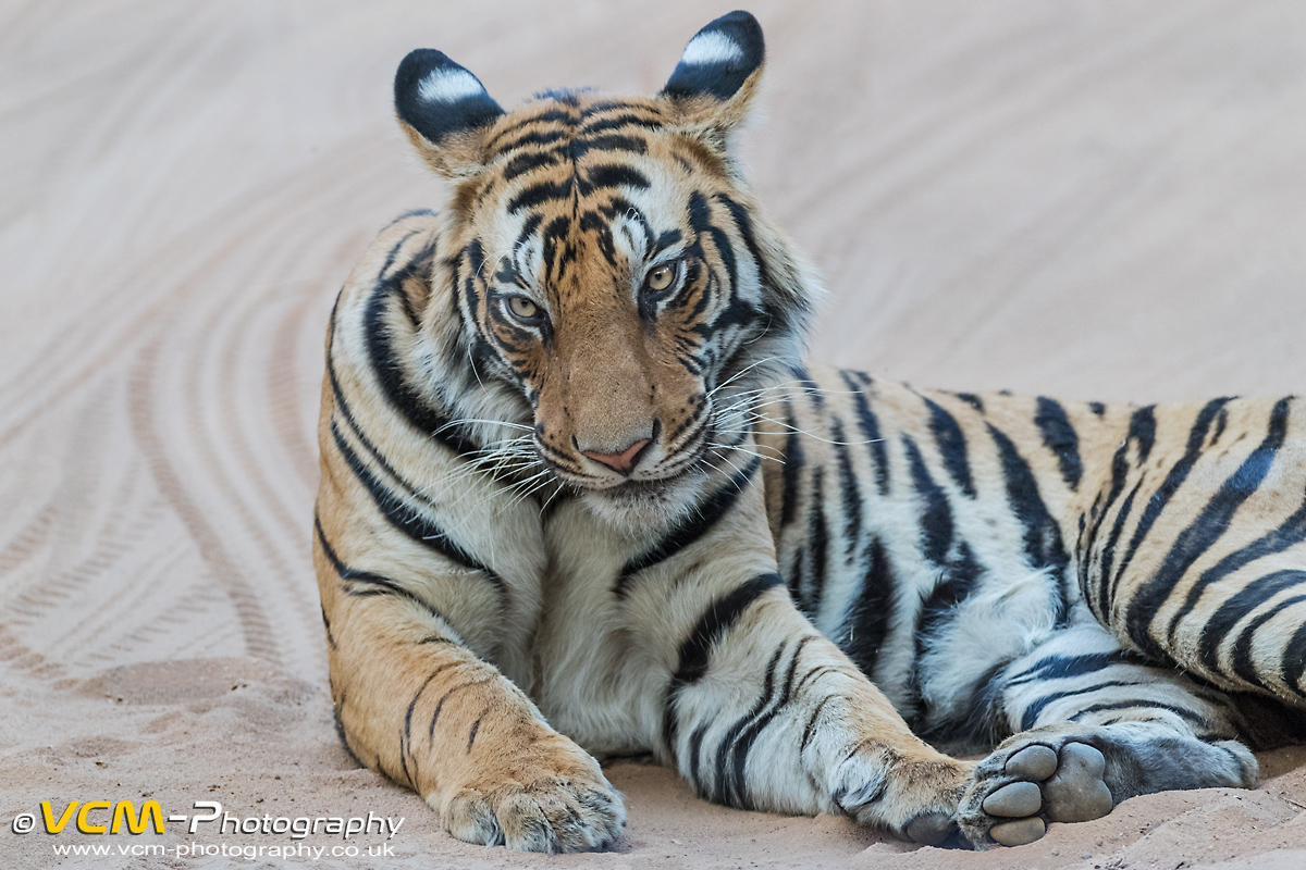 Subdult tiger