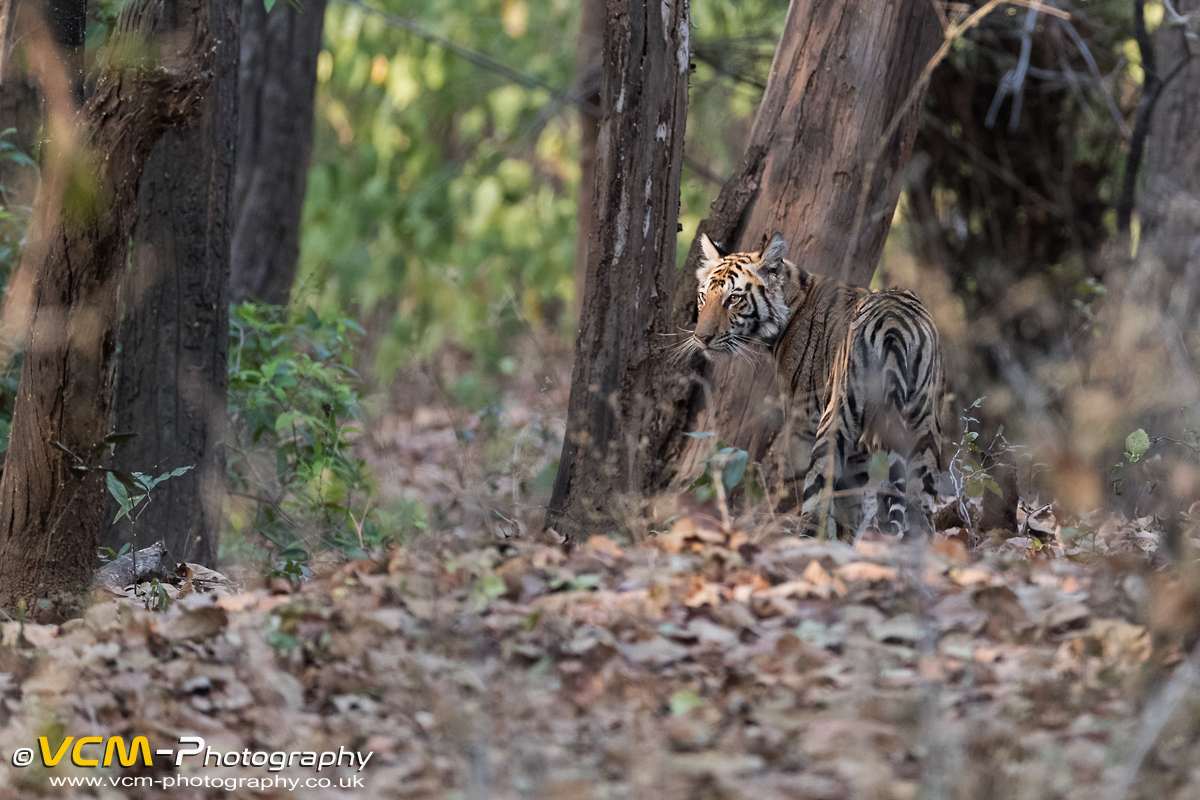 Tiger cubs